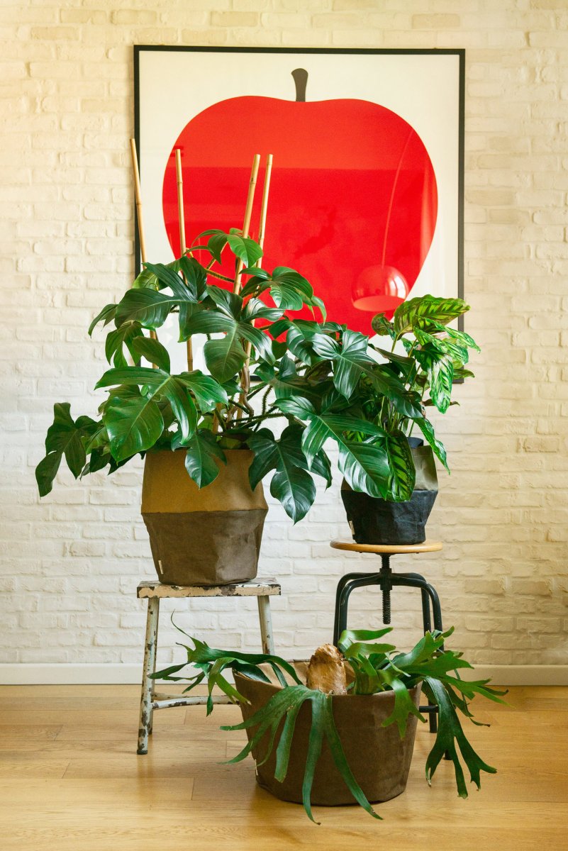 Basket M - immagine 3