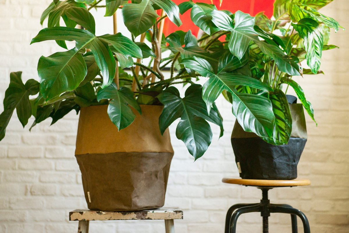 Basket M - immagine 5